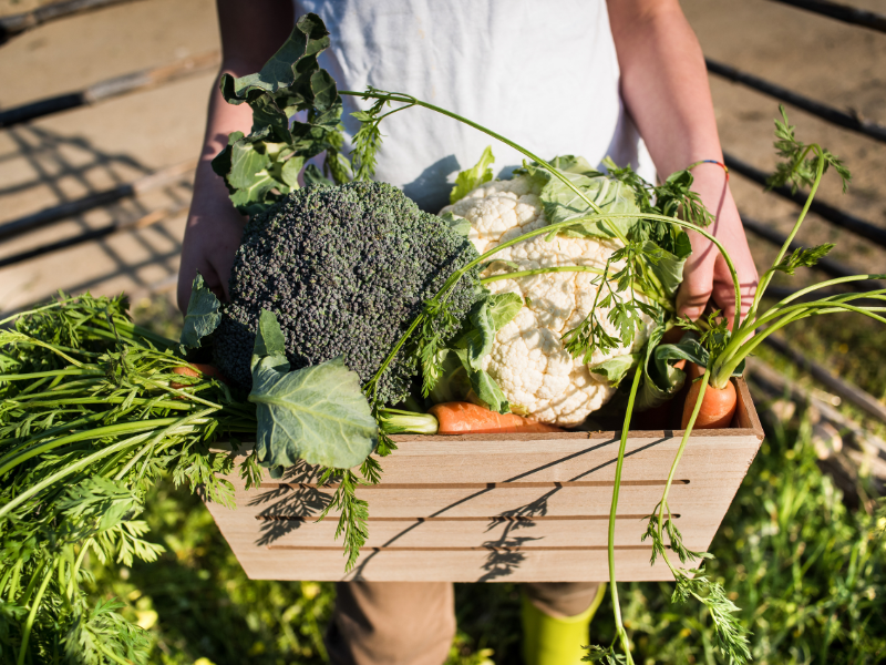 farmer's hands carrying a crate full of garden-fresh vegetables